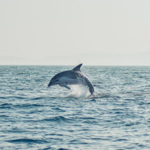 Golfo dei Delfini gommone