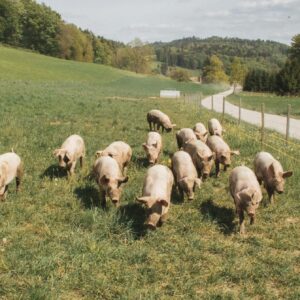 VISITA A UN'AZIENDA LOCALE DI PRODUZIONE E TRASFORMAZIONE DELLA CARNE DI MAIALE CON DEGUSTAZIONE